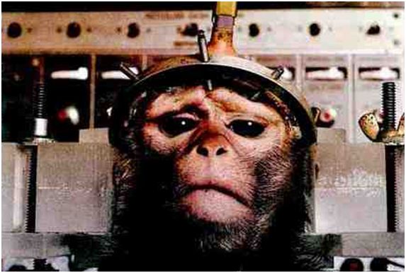 Experimentación animal